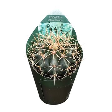 Ferocactus glaucescens