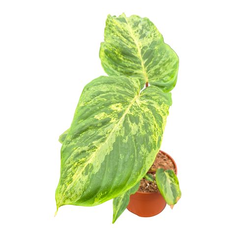 Homalomena RED STAM VARIEGATA