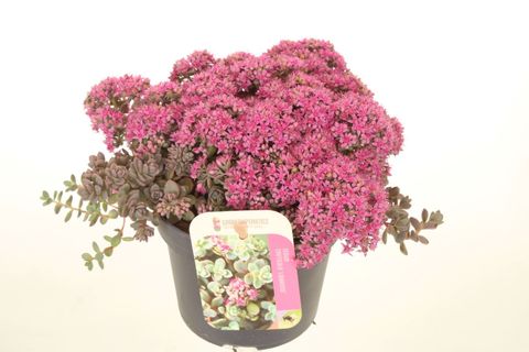 Sedum cauticola 'Lidakense'