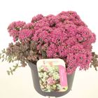 Sedum cauticola 'Lidakense'