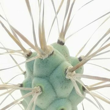 Tephrocactus articulatus syringacanthus