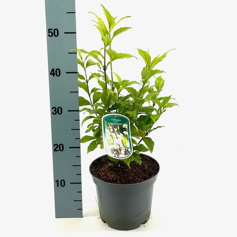 Callicarpa bodinieri MAGICAL SNOWSTAR