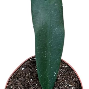 Hoya meliflua 'Island'