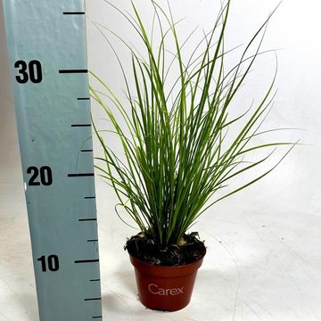 Carex 'Phoenix Green'