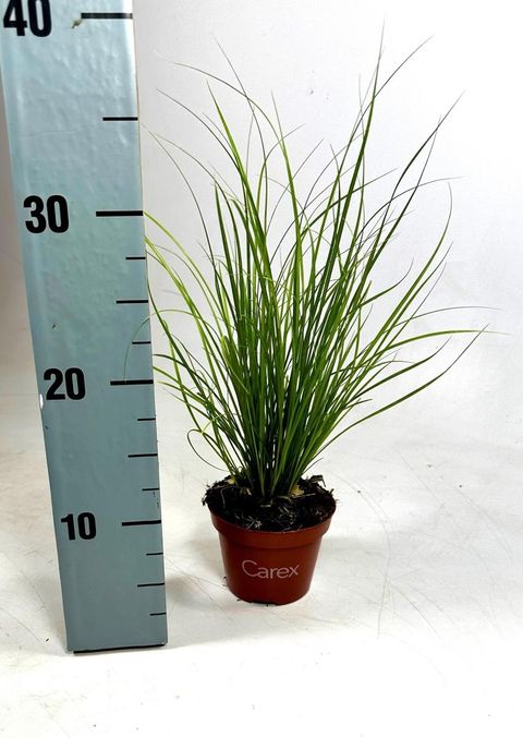 Carex 'Phoenix Green'