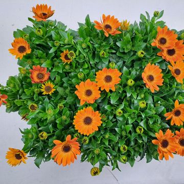 Osteospermum MARGARITA ORANGE FLARE
