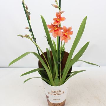 x Burrageara Nelly Isler