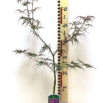 Acer palmatum 'Crimson Queen'