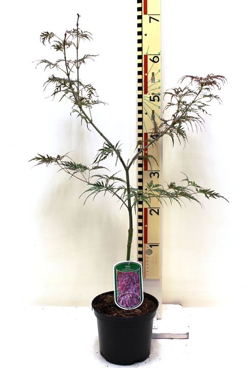 Acer palmatum 'Crimson Queen'