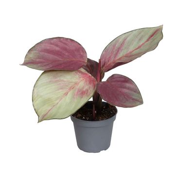 Calathea 'Silver Plate'