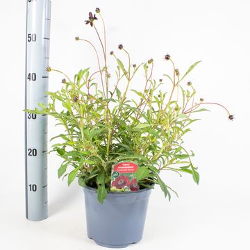 Cosmos atrosanguineus CHOCAMOCHA