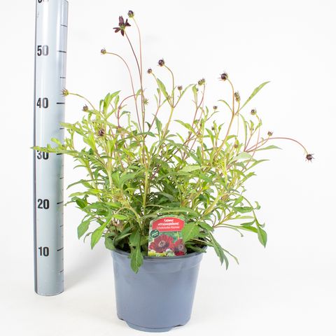 Cosmos atrosanguineus CHOCAMOCHA