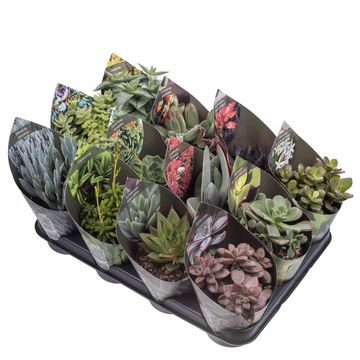 Succulenten MIX