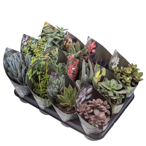 Succulents MIX