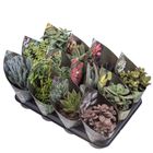 Succulenten MIX