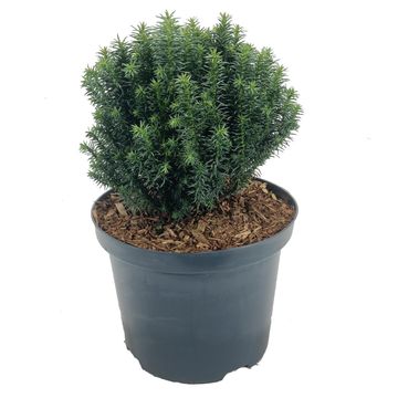 Cryptomeria japonica 'Midori'