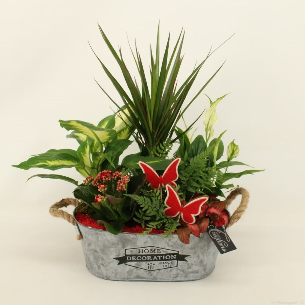 Arrangements Houseplants — Plant Wholesale FlorAccess