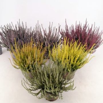 Calluna vulgaris GARDEN GIRLS MIX