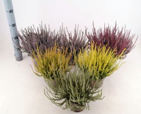 Calluna vulgaris GARDEN GIRLS MIX