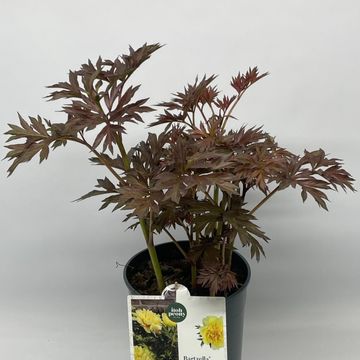 Paeonia 'Bartzella'