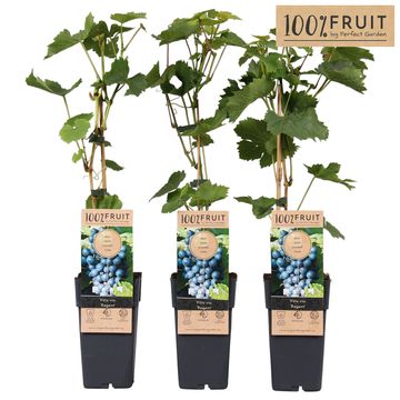 Vitis 'Regent'