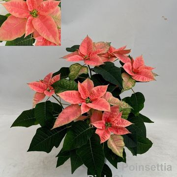 Euphorbia pulcherrima PINK CHAMPAGNE