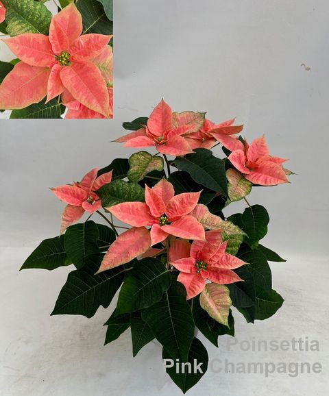 Euphorbia pulcherrima PINK CHAMPAGNE