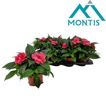 Impatiens NEW GUINEA 'Salmon Pink'