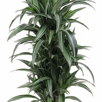 Dracaena fragrans 'Ulises'