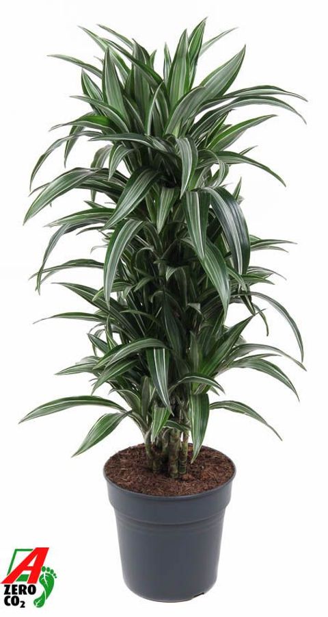 Dracaena fragrans 'Ulises'