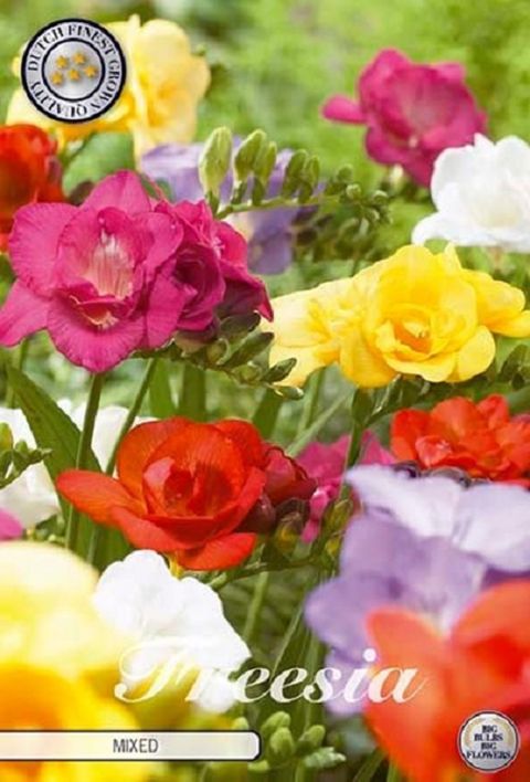 Freesia DOUBLE MIX