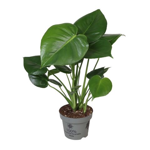 Monstera deliciosa