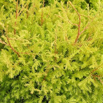 Thuja occidentalis 'Rheingold'