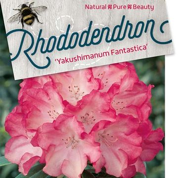 Rhododendron 'Fantastica' (Y)