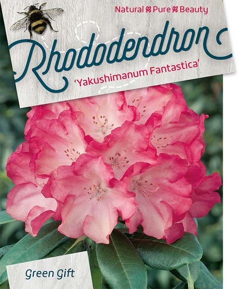 Rhododendron 'Фантастика' (Y)