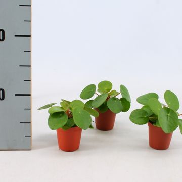 Pilea peperomioides