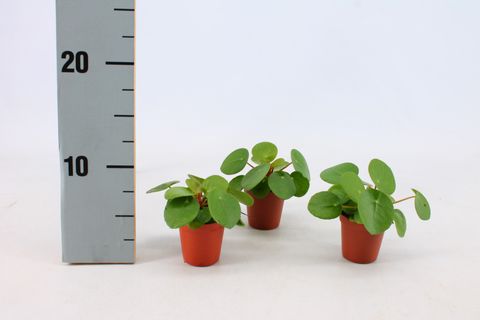 Pilea peperomioides