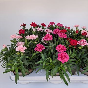 Dianthus OSCAR MIX
