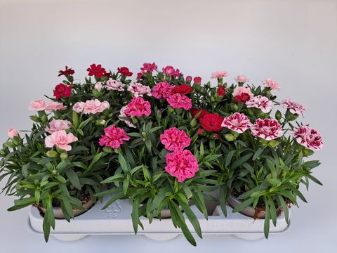 Dianthus OSCAR MIX