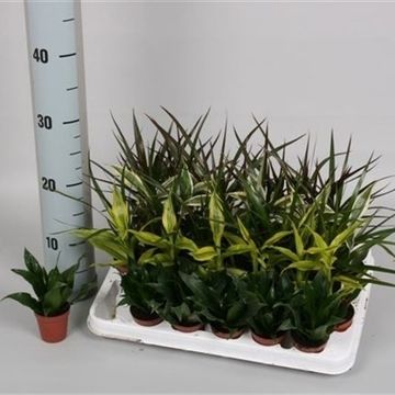 Dracaena MIX