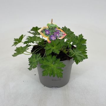 Geranium ROZANNE