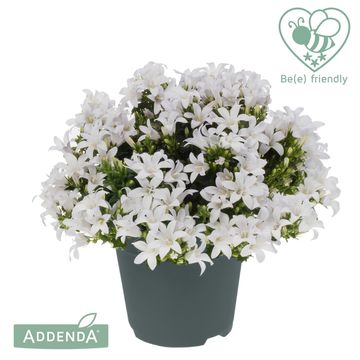 Campanula portenschlagiana AMBELLA WHITE