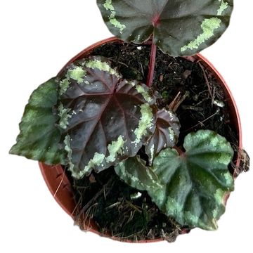 Begonia ignita