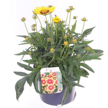 Coreopsis UPTICK YELLOW & RED