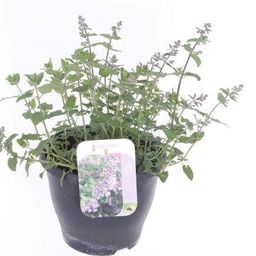 Nepeta 'Picture Purrfect'