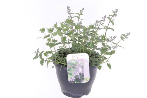 Nepeta 'Picture Purrfect'