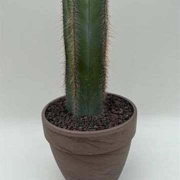 Isolatocereus dumortieri
