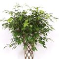 Ficus benjamina 'Exotica'