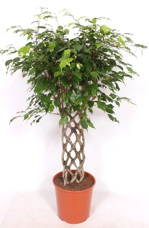 Ficus benjamina 'Exotica'