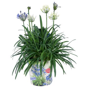 Agapanthus SUMMER LOVE MIX IN POT